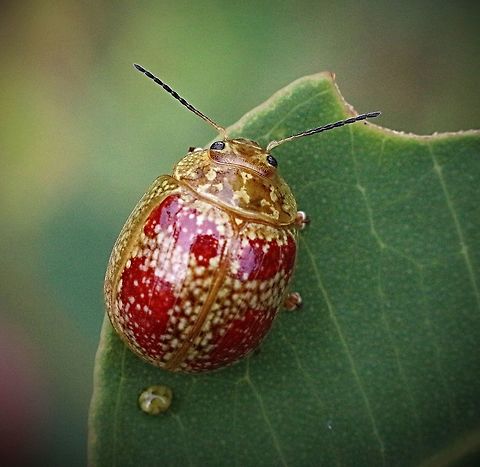 Leaf beetle - Paropsisterna variicollis Found on eucalyptus. Australia,Geotagged,Paropsisterna variicollis,Summer