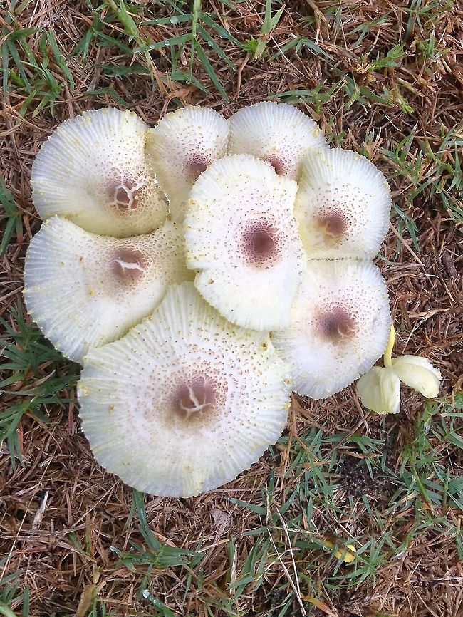Possibly in genus Leucocoprinus but absolutely not sure. Growing in domestic garden lawn after rain. Very delicate and easily brakes. Stem about 40 mm. Australia,Geotagged,Summer