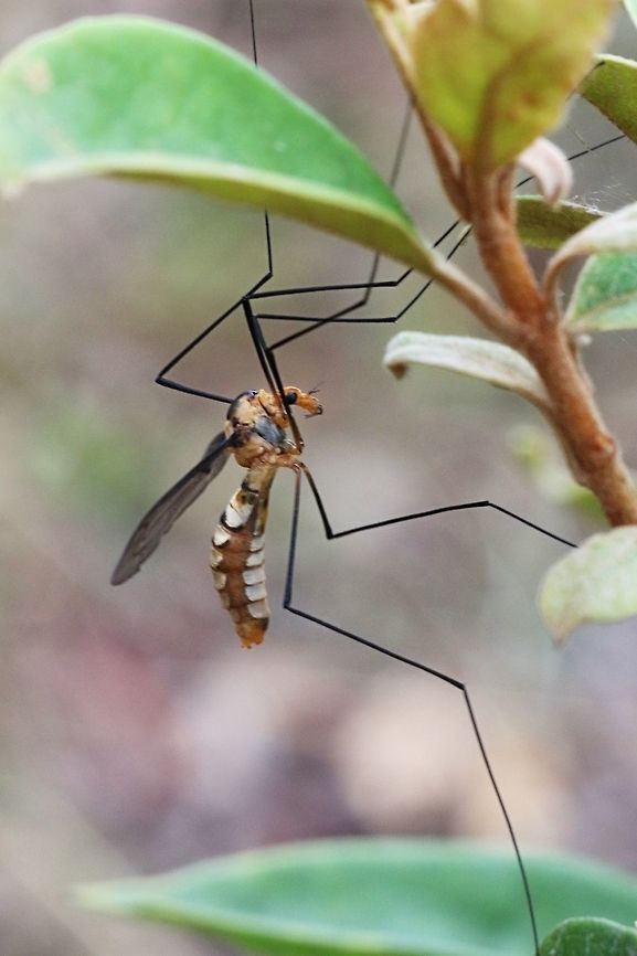 Unidentfied species of crane fly. Most likely family - Tipulidae  Australia,Geotagged,Summer