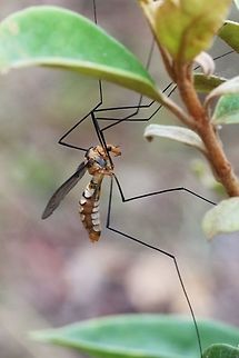 Unidentfied species of crane fly. Most likely family - Tipulidae  Australia,Geotagged,Summer