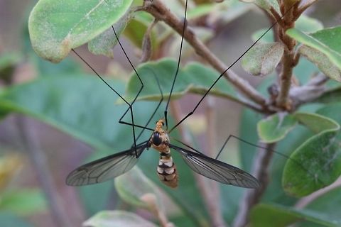 Undntified species of crane fly . Most likely in family - Tipulidae  Australia,Geotagged