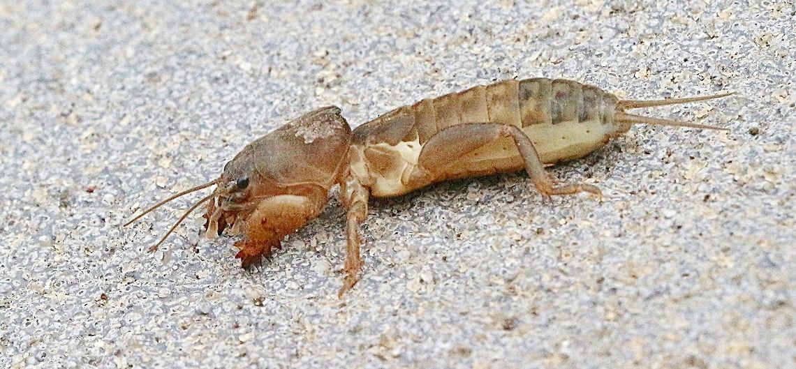 Australian mole cricket - Gryllotalpa brachyptera . Heavy rain must have made it come out of its. Burrow. The front feet are exceptional effective shouvels , hoch ales the cricket a real digging Maschine of the cricket world. Australia,Geotagged,Gryllotalpa brachyptera,Summer