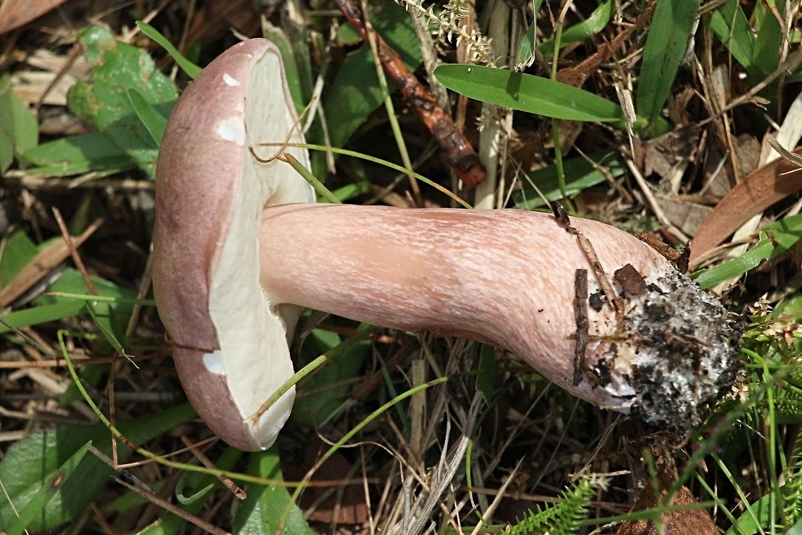 Boletus aedulis A young and fresh specimen , with creamy white pores. Stem 20 mm in dia and about 60 mm Long. The cap around 50-60 mm<br />
<br />
<br />
<br />
cap approx 50 to 60 mm  Australia,Boletus aedulis,Boletus edulis,Geotagged,Summer