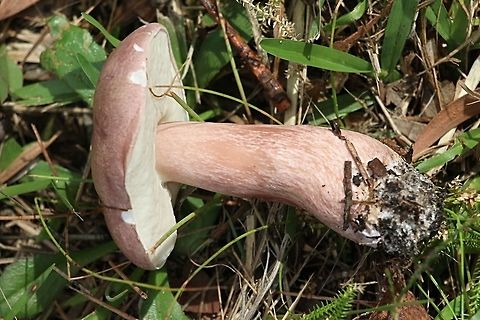 Boletus aedulis A young and fresh specimen , with creamy white pores. Stem 20 mm in dia and about 60 mm Long. The cap around 50-60 mm



cap approx 50 to 60 mm  Australia,Boletus aedulis,Boletus edulis,Geotagged,Summer