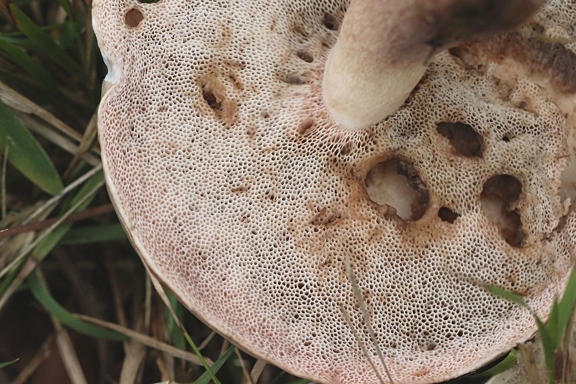 Boleus aedulis . Older cap with insect eaten pores. Australia,Boletus aedulis,Boletus edulis,Geotagged,Summer,Winter