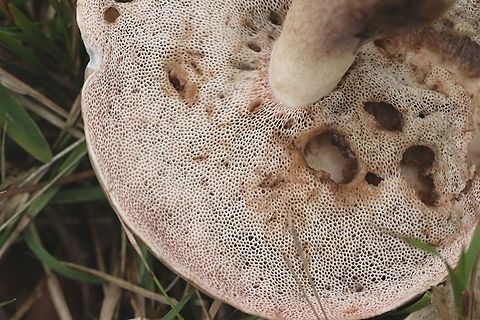 Boleus aedulis . Older cap with insect eaten pores. Australia,Boletus aedulis,Boletus edulis,Geotagged,Summer,Winter