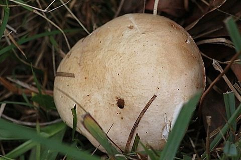 Boletus aedulis Growing in sandy soil. Australia,Boletus aedulis,Boletus edulis,Geotagged,Summer