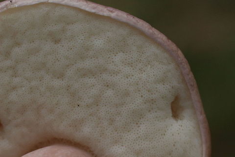 Boletus aedulis Pores of a young specimen Australia,Boletus aedulis,Boletus edulis,Geotagged,Summer