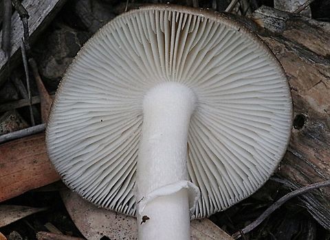 Genus - Amanita Closeup of gills Australia,Geotagged,Summer