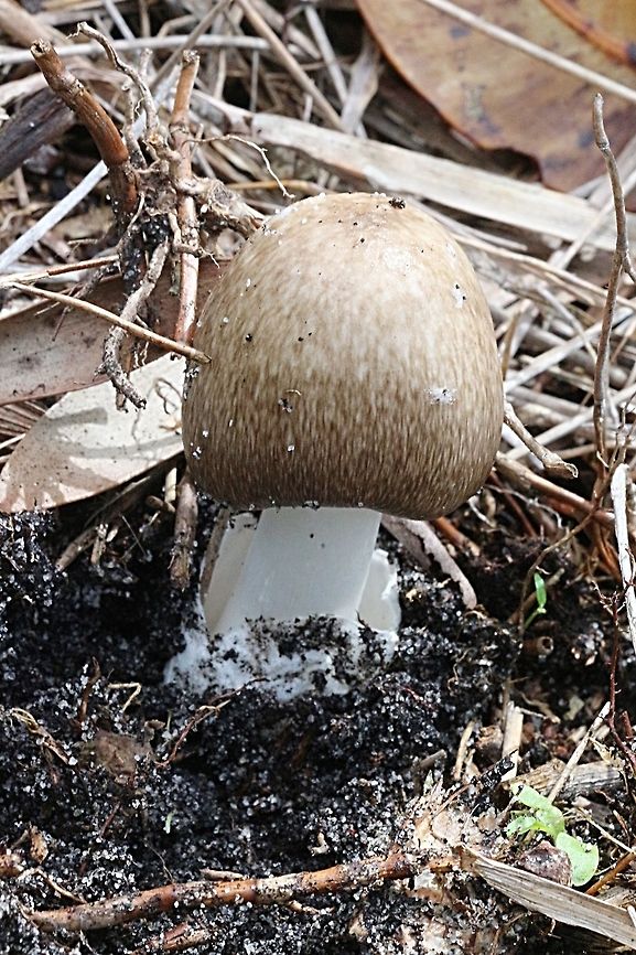 Genus - Amanita Young specimen  Australia,Geotagged,Summer