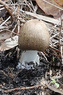 Genus - Amanita Young specimen  Australia,Geotagged,Summer