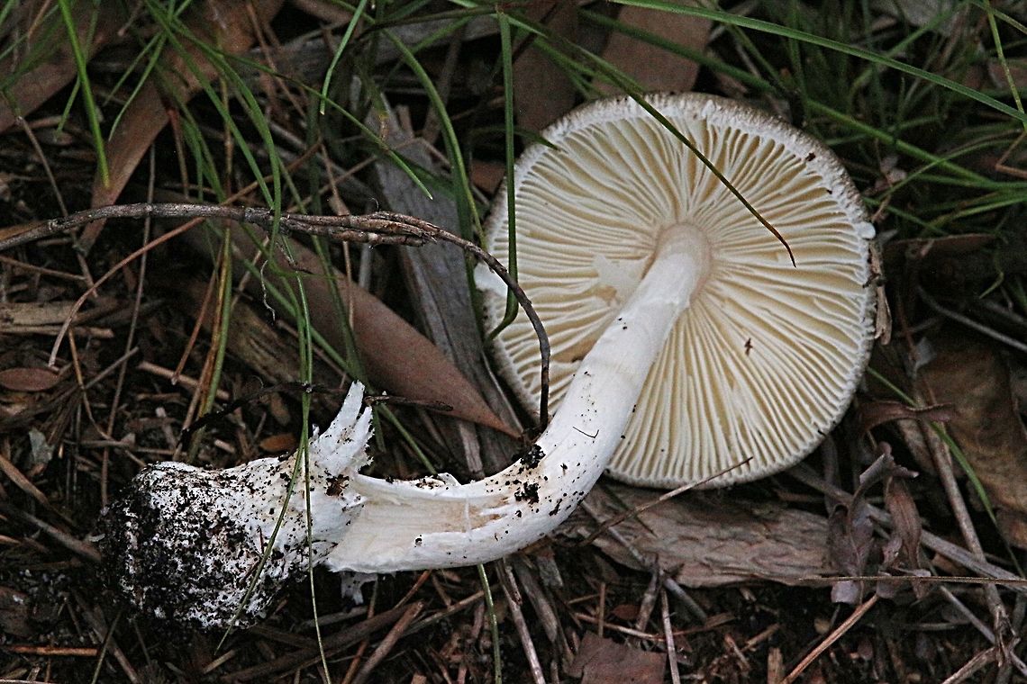 Genus - Amanita Profile of gills, stem and volva. Australia,Geotagged,Summer