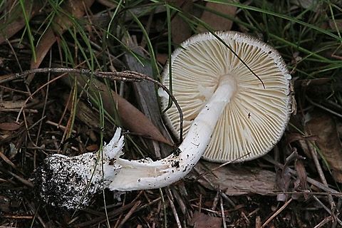 Genus - Amanita Profile of gills, stem and volva. Australia,Geotagged,Summer