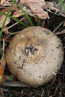 Genus -Amanita Close up of cap approx. 50 mm Australia,Geotagged,Summer