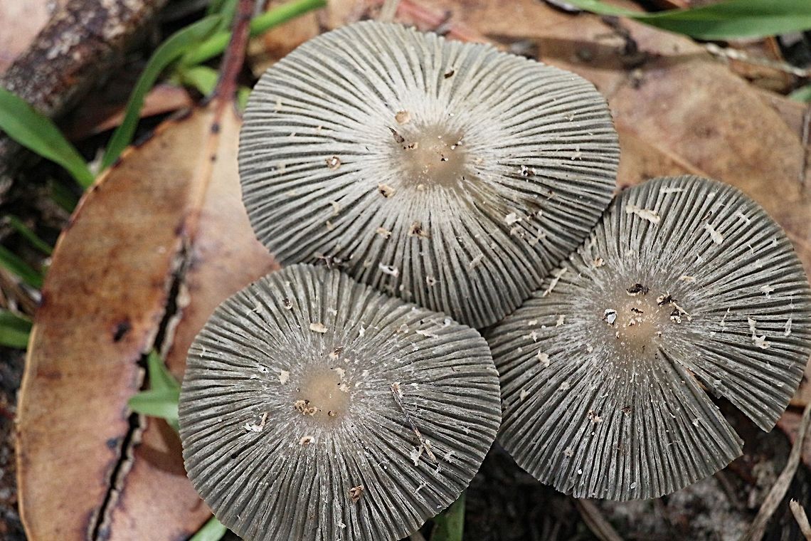 Th pleated parasol - Parasola plicatilis  Australia,Geotagged,Parasola plicatilis,Summer
