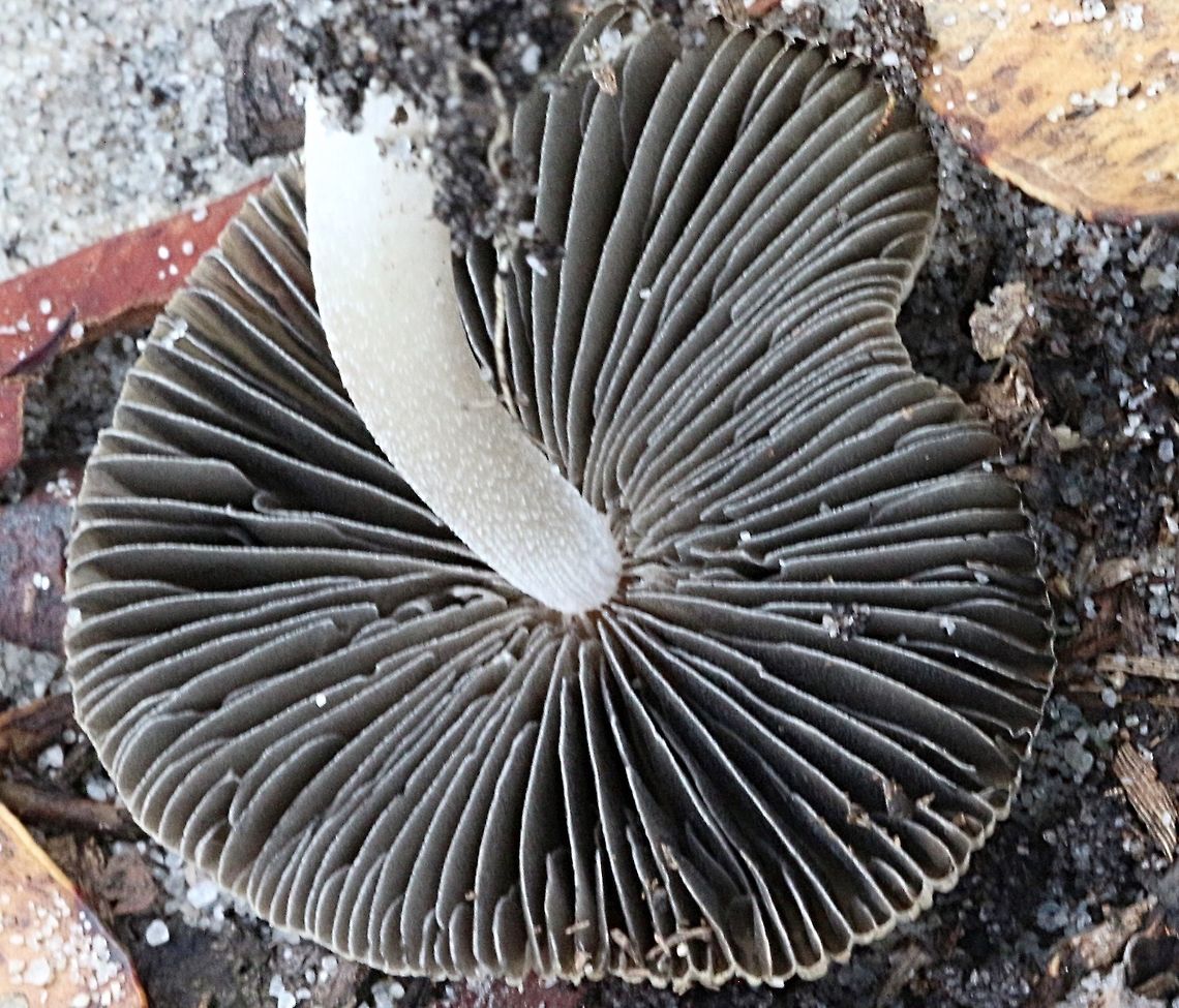 Pleated Paasol - Parasola plicatilis Closeup of gills. Australia,Geotagged,Parasola plicatilis,Summer