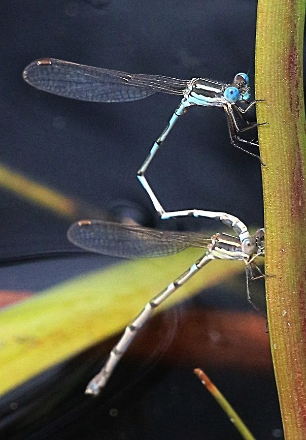 Wandering ring tail - Astrolestes leda A pair getting ready to form the mating position.  Australia,Austrolestes leda,Geotagged,Summer,Wandering Ringtaileamw dragonflies