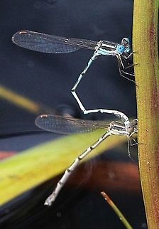 Wandering ring tail - Astrolestes leda A pair getting ready to form the mating position.  Australia,Austrolestes leda,Geotagged,Summer,Wandering Ringtaileamw dragonflies