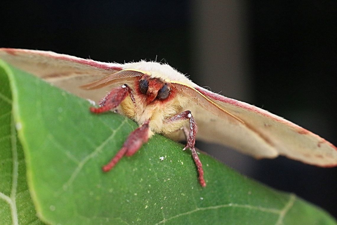 Woolly bear moth in genus  - Anthela  Australia,Eamw moth,Fall,Geotagged,Paraguda