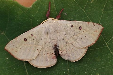 Woolly bear moth in genus - Anthela The adult moths are pale brown to brownish grey in colours, with patterns on wings vary between individuals. The moths are active at night.   Anthela,Anthela acuta,Australia,Eamw moth,Fall,Geotagged