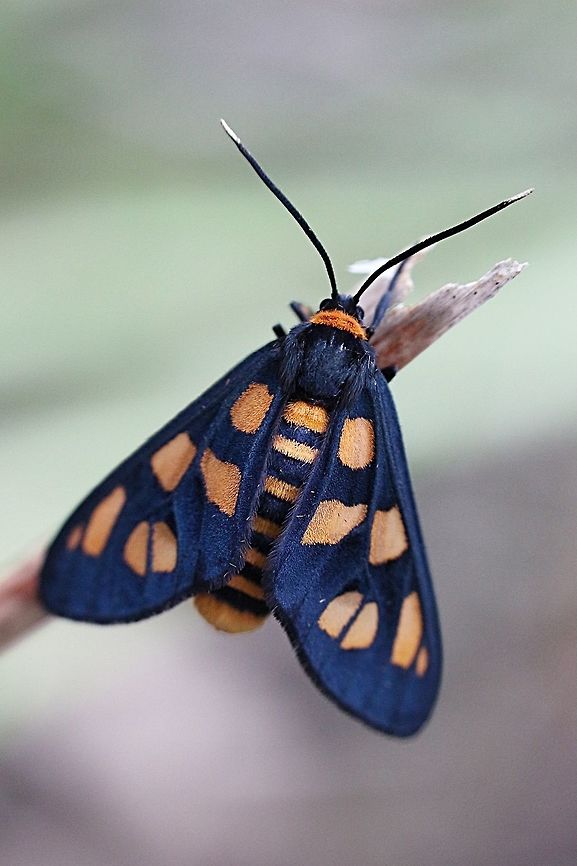 Tiger moth - Amata nigriceps  Amata ew,Amata nigriceps,Australia ew,Eamw moth,March 2019,Nsw Aust