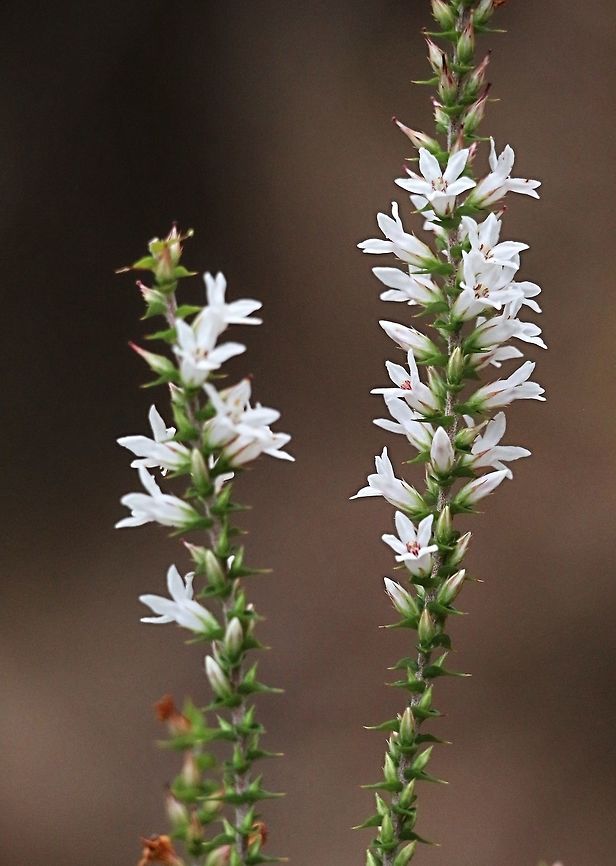 Wallum Heath - Epacris pulchella Epacris pulchella<br />
<br />
NSW Coral Heath <br />
<br />
Family: Epacridaceae<br />
<br />
This erect shrub grows to about 1.5 m, common in heathland but also found in woodland understoreys. Epacris pulchella is slender with a few thin wiry branches.<br />
<br />
Leaves of Epacris pulchella are 5-12mm long, heart shaped with sharp points, almost horizontal to the branch.<br />
<br />
The white tubed flowers have an open face of 5 turned-back lobes and are found among the leaves along the branch. When fully flowering the tops of branches are almost totally covered in white.<br />
<br />
A similar species growing in the park is Epacris purpurascens, which flowers in Spring.<br />
<br />
Epacris pulchella flowers from February to June<br />
( Info from : Lane Cove National Park NSW ) Australia,Epacris pulchella,Fall,Geotagged