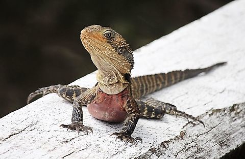 Eastern water Dragon - Intellagama lesueurii lesueurii Captured at Nerang Nsw sitting very close to the water and alwise ready to jump in. Australia,Australian water dragon,Fall,Geotagged,Intellagama lesueurii