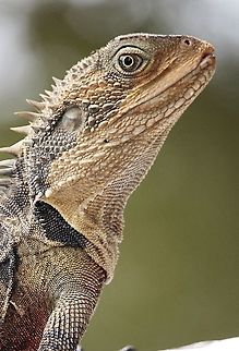 Eastern water Dragon - Intellagama lesueurii Possibly a male about 70 cm long. Australia,Australian water dragon,Fall,Geotagged,Intellagama lesueurii