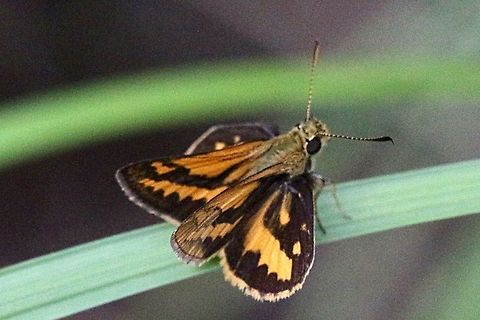 Narrow - brand grass dart - Ocybatites walkeri  Australia,Eamw butterflies,Fall,Geotagged,Ocybadistes walkeri,eamw skippers
