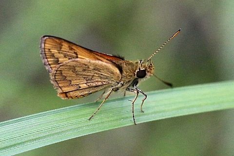 Narrow-Brand grass dart - Ocybadites walkeri  Eamw butterflies,Ocybadistes walkeri,eamw skippers