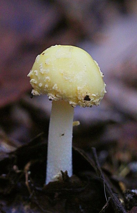 Amanita flavella  Amanita flavella,Australia,Fall,Geotagged