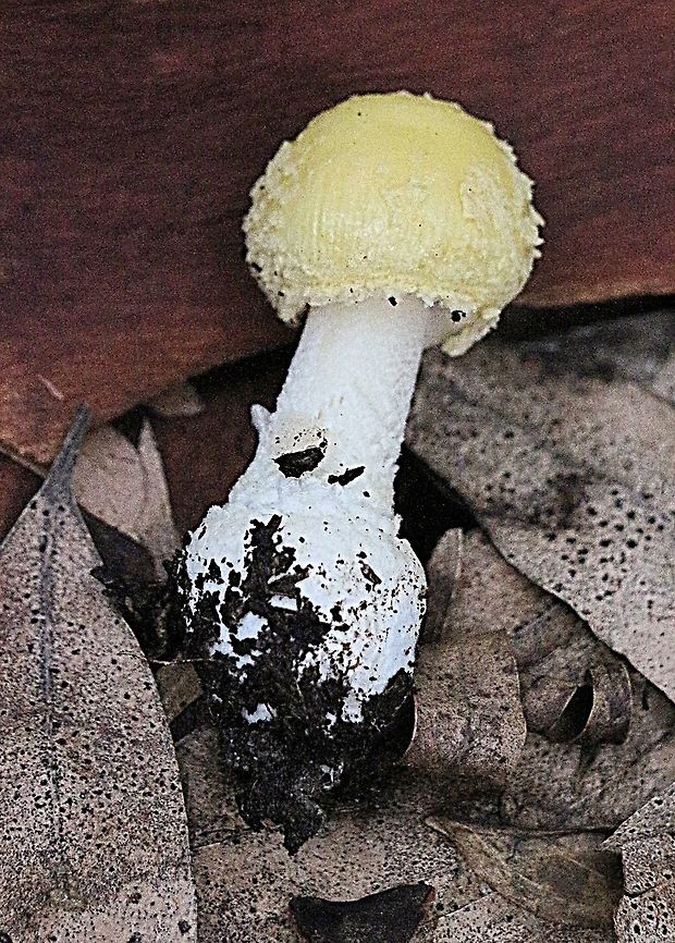 Amanita flavella  Amanita flavella,Australia,Fall,Geotagged