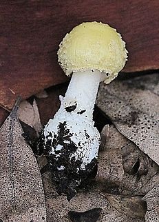 Amanita flavella  Amanita flavella,Australia,Fall,Geotagged