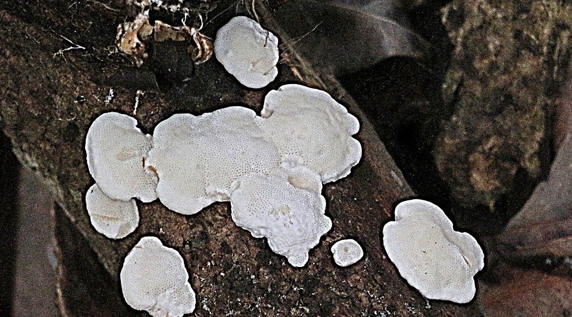 Unidentifiable crust fungus .  Australia,Fall,Geotagged