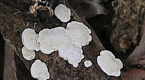 Unidentifiable crust fungus .  Australia,Fall,Geotagged