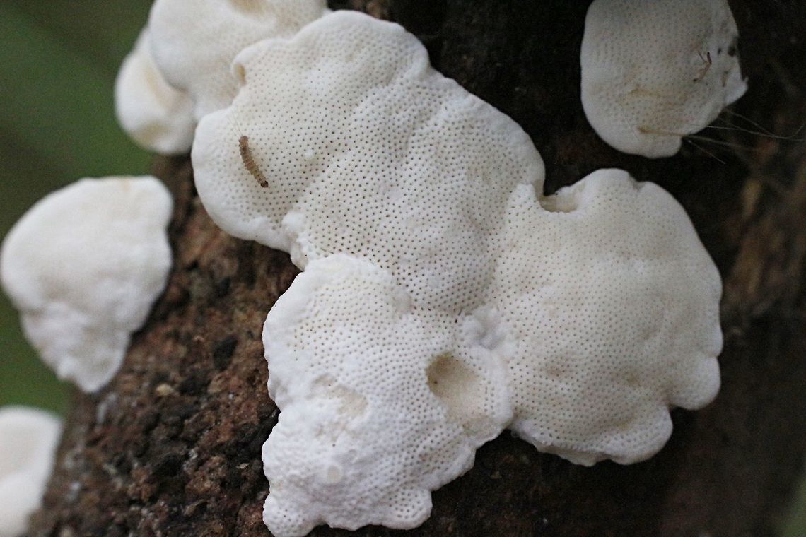 Unidentified crust fungi in genus Byssumerulicus ? Growing on decayed branches in a section of coastal paperbark forest ( Melaleuca sp.) Australia,Fall,Geotagged