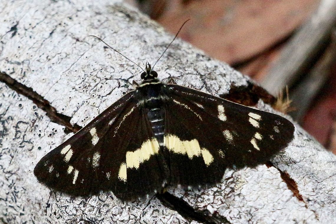 Day flying moth - Cruria synopla <a href="https://www.google.com/url?sa=t&source=web&cd=11&ved=2ahUKEwjkoLzrqJ_hAhWLfn0KHR_CCKsQFjAKegQIAhAB&url=http://lepidoptera.butterflyhouse.com.au/agar/synopla.html&usg=AOvVaw3EFtPkgXG3fSulfs-0jCiP" rel="nofollow">https://www.google.com/url?sa=t&source=web&cd=11&ved=2ahUKEwjkoLzrqJ_hAhWLfn0KHR_CCKsQFjAKegQIAhAB&url=http://lepidoptera.butterflyhouse.com.au/agar/synopla.html&usg=AOvVaw3EFtPkgXG3fSulfs-0jCiP</a><br />
Also : mothsoftoowomba.blogspot.com Cruria synopla,Eamw moth,Forest Day-moth,NSW Tea Gardens,eamw Noctuid