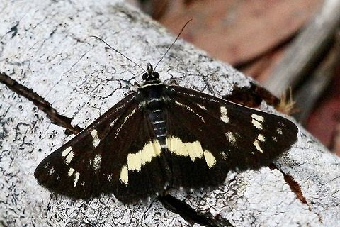 Day flying moth - Cruria synopla https://www.google.com/url?sa=t&source=web&cd=11&ved=2ahUKEwjkoLzrqJ_hAhWLfn0KHR_CCKsQFjAKegQIAhAB&url=http://lepidoptera.butterflyhouse.com.au/agar/synopla.html&usg=AOvVaw3EFtPkgXG3fSulfs-0jCiP
Also : mothsoftoowomba.blogspot.com Cruria synopla,Eamw moth,Forest Day-moth,NSW Tea Gardens,eamw Noctuid