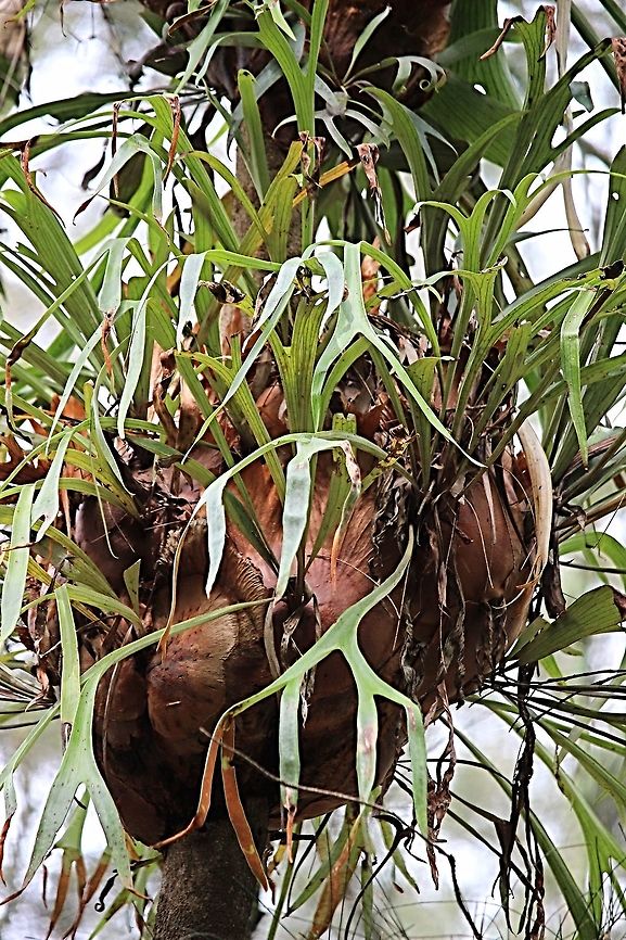 Staghorn fern - Platycerium superbum And yes i did check on the species name . Someone had a good laugh choosing that name.<br />
Found a section of coastal melaleuca forest and almost every large tree was covered with staghorn ferns.  Australia,Fall,Geotagged,Platycerium superbum