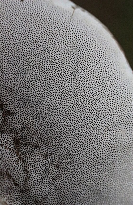 Trametes modesta Close up of pores of Trametes modesta<br />
<figure class="photo"><a href="https://www.jungledragon.com/image/76724/trametes_modesta.html" title="Trametes modesta"><img src="https://s3.amazonaws.com/media.jungledragon.com/images/3125/76724_thumb.jpeg?AWSAccessKeyId=05GMT0V3GWVNE7GGM1R2&Expires=1763596810&Signature=sET83%2Bu02KDm6aH8EuSsySkXhgY%3D" width="102" height="152" alt="Trametes modesta Growing on decaying Melaleuca quinquenervia <br />
https://www.jungledragon.com/image/76723/trametes_modesta.html Australia,Fall,Geotagged,Trametes modesta" /></a></figure> Australia,Fall,Geotagged,Trametes modesta
