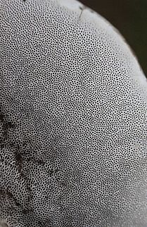 Trametes modesta Close up of pores of Trametes modesta
https://www.jungledragon.com/image/76724/trametes_modesta.html Australia,Fall,Geotagged,Trametes modesta