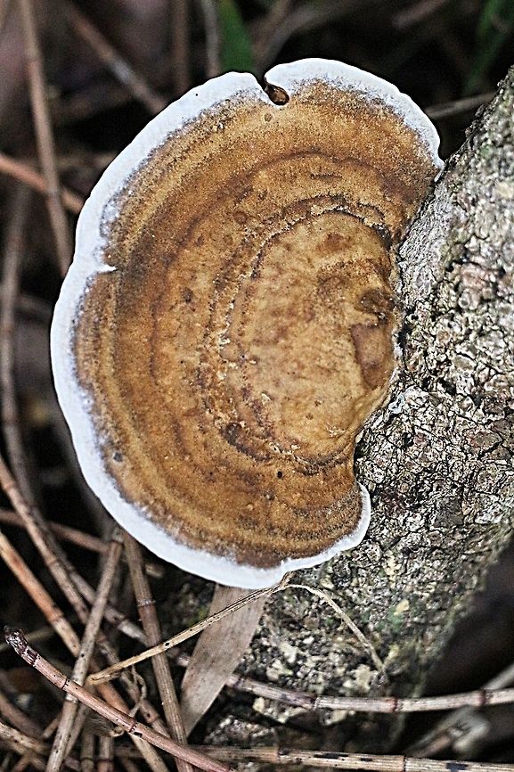 Trametes modesta Growing on decaying Melaleuca quinquenervia <br />
<figure class="photo"><a href="https://www.jungledragon.com/image/76723/trametes_modesta.html" title="Trametes modesta"><img src="https://s3.amazonaws.com/media.jungledragon.com/images/3125/76723_thumb.jpeg?AWSAccessKeyId=05GMT0V3GWVNE7GGM1R2&Expires=1759968010&Signature=KnLUkv5DWx8p52ADg0OGamxusuY%3D" width="100" height="152" alt="Trametes modesta Close up of pores of Trametes modesta<br />
https://www.jungledragon.com/image/76724/trametes_modesta.html Australia,Fall,Geotagged,Trametes modesta" /></a></figure> Australia,Fall,Geotagged,Trametes modesta