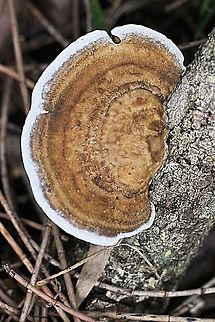Trametes modesta Growing on decaying Melaleuca quinquenervia 
https://www.jungledragon.com/image/76723/trametes_modesta.html Australia,Fall,Geotagged,Trametes modesta