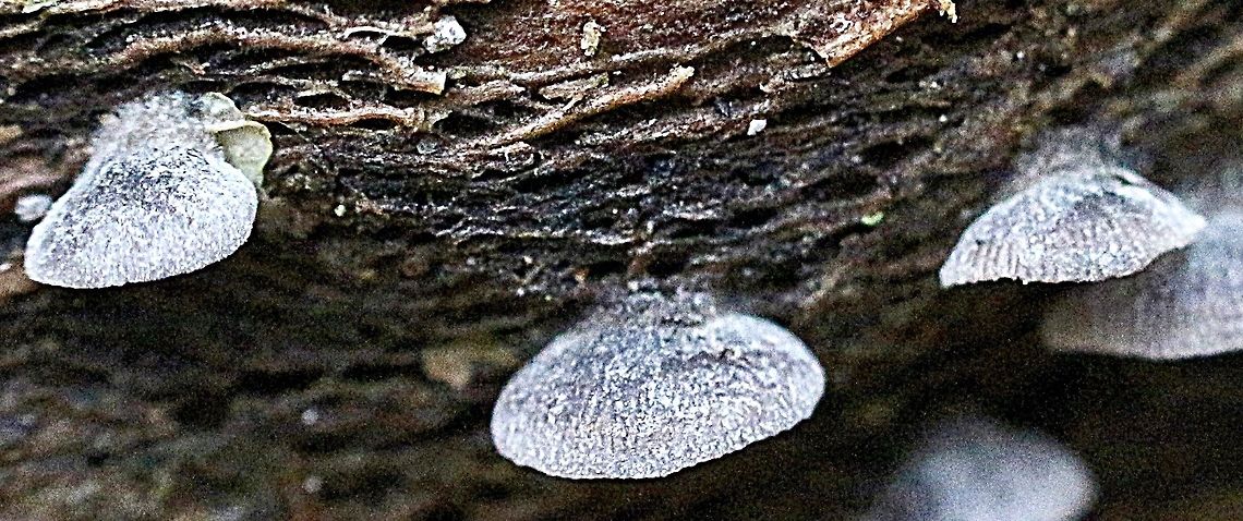 Crepidotus sp. ? About 15 mm body attached to unidentified tree.<br />
 Australia,Fall,Geotagged