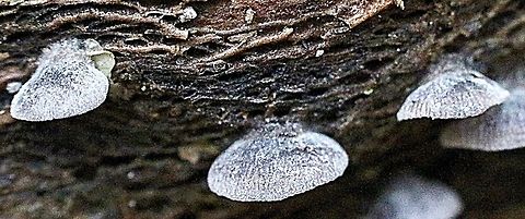 Crepidotus sp. ? About 15 mm body attached to unidentified tree.
 Australia,Fall,Geotagged
