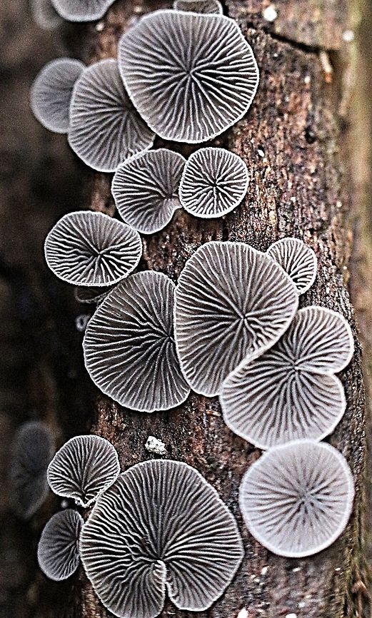 Gill formation of Crepidotus sp.  Australia,Fall,Geotagged