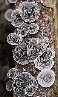 Gill formation of Crepidotus sp.  Australia,Fall,Geotagged