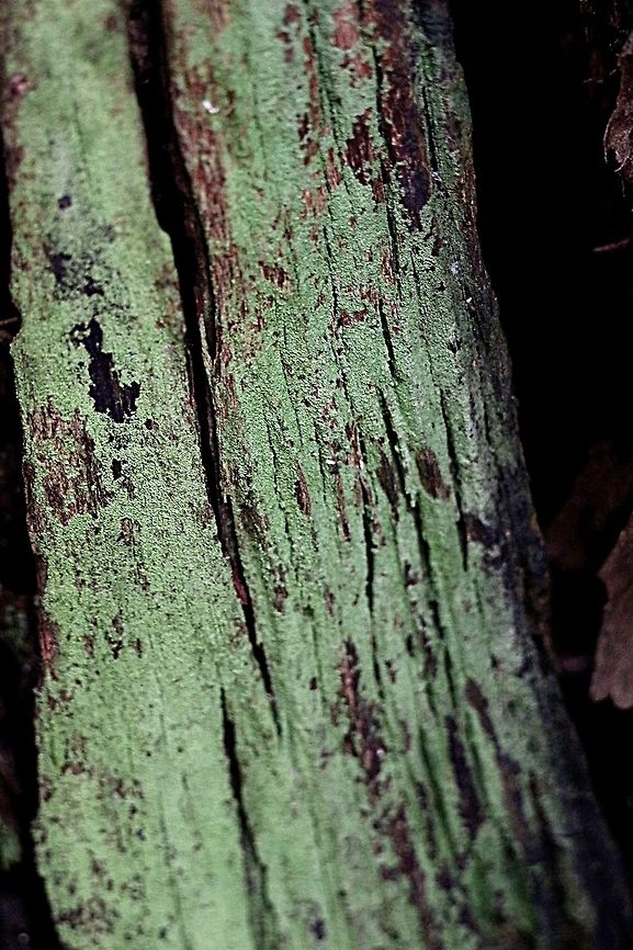 Species of crustose lichen on decaying tree.  Australia,Fall,Geotagged