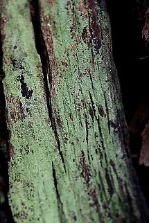 Species of crustose lichen on decaying tree.  Australia,Fall,Geotagged
