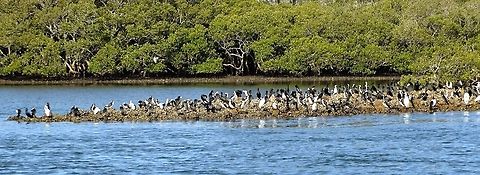 Multi -species resting on exposed oyster bed in Myall river at low tide In the background are old growths mangrove trees. Australia,Fall,Geotagged